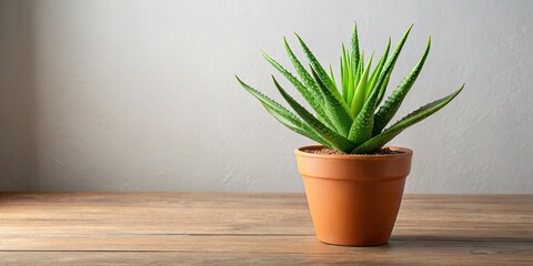 Fototapeta premium Aloe vera plant potted indoors , succulent, green, indoor plant, potted plant, natural, home decor, houseplant, botanical
