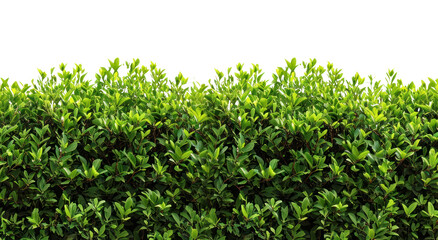 Obraz premium PNG Bush border plant backgrounds nature.