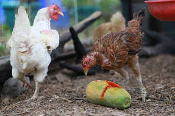 Poor chicken in local farm