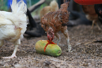 Poor chicken in local farm