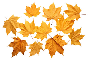 Obraz premium PNG Maple backgrounds leaves autumn.