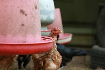 Poor chicken in local farm