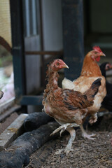 Poor chicken in local farm