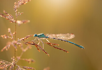 Niebieska ważka w kroplach porannej rosy. © mycatherina