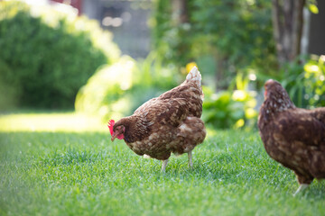 Hens grazing on grass in a free range organic farm