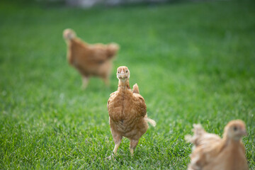 Hens grazing on grass in a free range organic farm