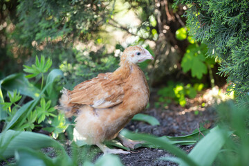 Hens grazing on grass in a free range organic farm