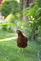 Hens grazing on grass in a free range organic farm