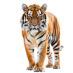 Obraz premium Majestic tiger walking forward isolated on transparency PNG background, showcasing powerful presence and striking striped fur in .