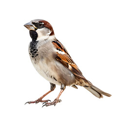 Close-up of a sparrow with intricate feather patterns and natural colors on a plain isolated on transparency PNG background.