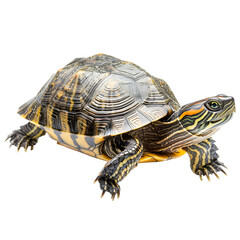 Obraz premium Close-up image of a beautifully patterned turtle isolated on transparency PNG background. Perfect for nature and wildlife themes.