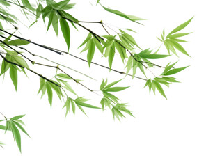 PNG Bambooes backgrounds plant green.