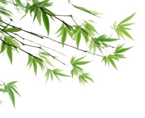 PNG Bambooes backgrounds plant green.