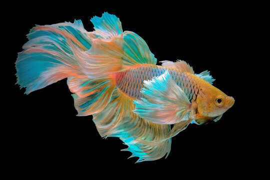golden betta fish halfmoon dumbo ear