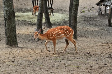 Live nature. A herd of forest deer walks in an open enclosure in a zoo
