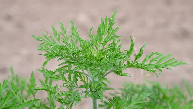 Ragweed growing on the meadow. Ambrosia psilostachya. Common Ragweed in the field. The pollen from ragweed causes allergy symptoms.