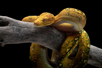 Juvenile Green tree phyton in black background