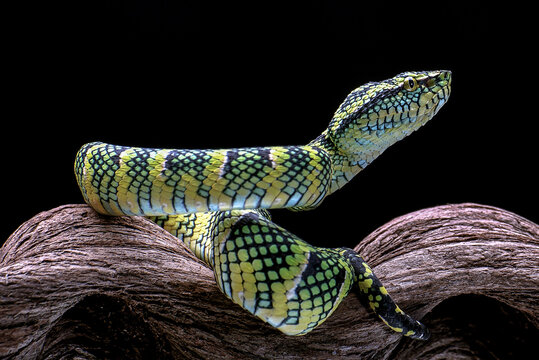 The Wagler's Pit Viper in black background