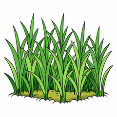 Green Napier grass vector