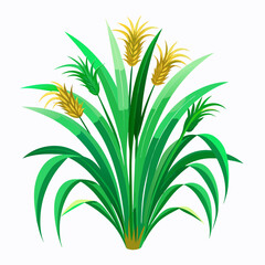 Green Napier grass vector