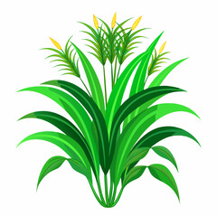 Green Napier grass vector