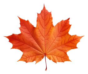 Obraz premium PNG Leaf maple plant tree.