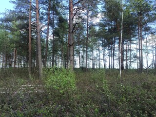 Rekyva forest during sunny summer day. Pine and birch tree woodland. Blueberry bushes are growing in woods. Sunny day with white and gray clouds in sky. Summer season. Nature. Rekyvos miskas.