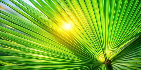 Fototapeta premium Close up of vibrant green palm leaf in sunlight, palm leaf, green, foliage, tropical, close-up, nature, sunlight, vibrant