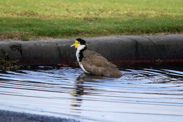 Masked Lapwing bird having a swim in a puddle of water