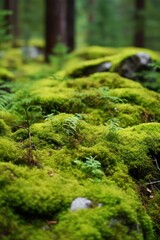 Lush green moss and ferns in a forest