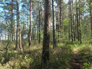 Rekyva forest during sunny summer day. Pine and birch tree woodland. Blueberry bushes are growing in woods. Sunny day with white and gray clouds in sky. Summer season. Nature. Rekyvos miskas.