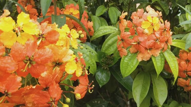 Beautiful orange flowers of Bauhinia kockiana Korth.with green leaves in the garden in summer. Photo taken in malaysia