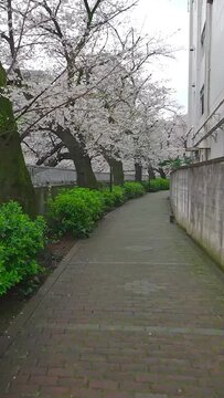 Rainy Walk Under Sakura Blossoms in a Japanese Alley