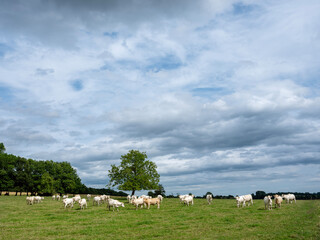 white cows in rural landscape of french ardennes at sunset