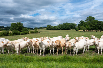 white cows in rural landscape of french ardennes at sunset