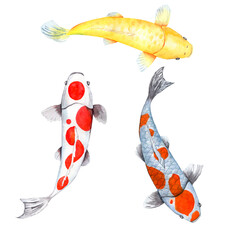 Watercolor Koi Fish Hand drawn illustration Carp on white background. Design Element