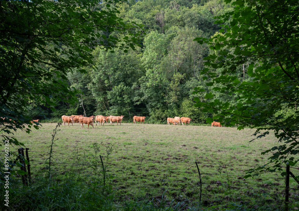 Poster brown limousin cows in green countryside of champagen ardennes in france