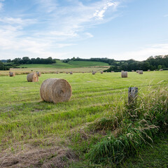 hay bales in grass fields of french champagne ardennes region © ahavelaar
