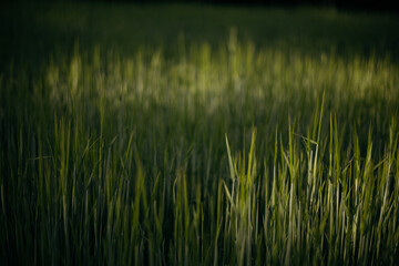Fototapeta premium wheat field on the background of sunset
