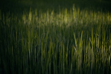 wheat field on the background of sunset