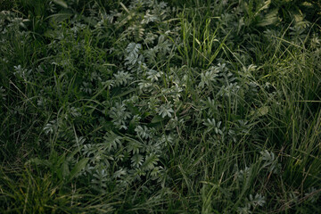 green grass in the wind