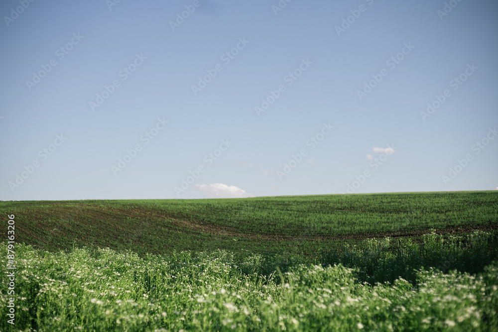 Wall mural field with blue sky