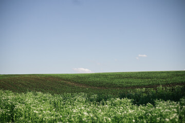 field with blue sky