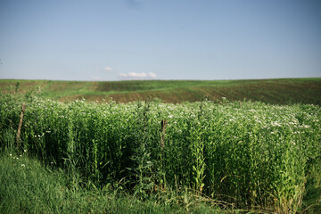 field in the summer