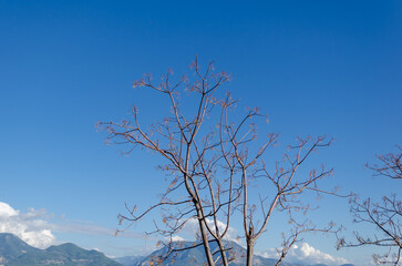 branches of a dry tree against background of blue sky on a clear sunny day