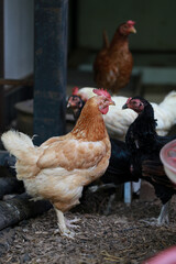 rhode island red chicken in local farm