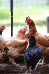 rhode island red chicken in local farm