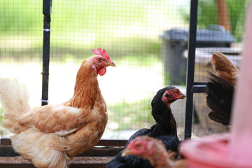 rhode island red chicken in local farm
