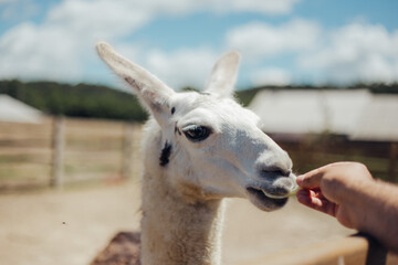 Obraz premium llama walking outdoors and eating cabbages