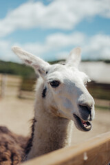 Obraz premium llama walking outdoors and eating cabbages